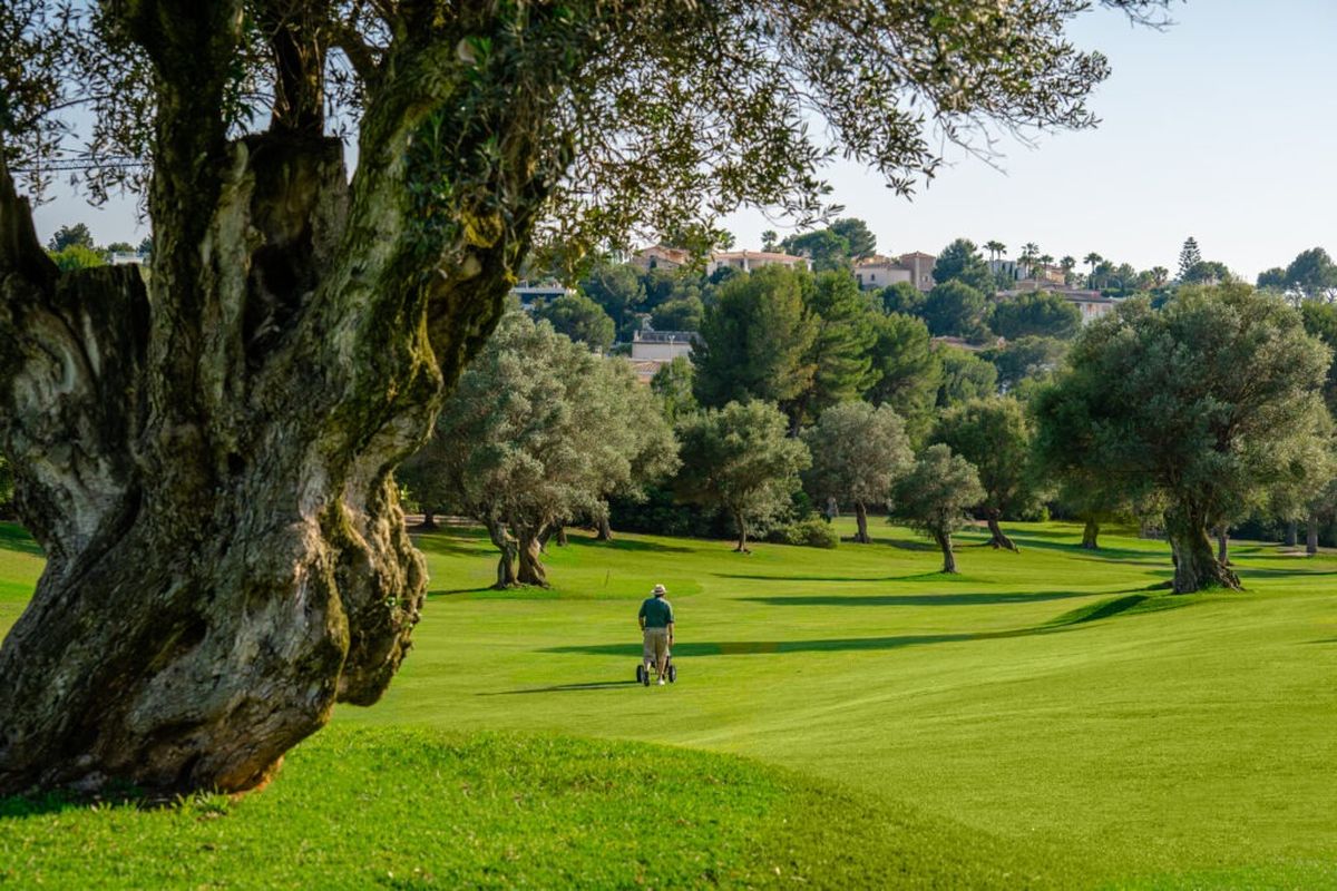 Golfer op de fairway onder een oude olijfboom – Golf Santa Ponsa II, Mallorca