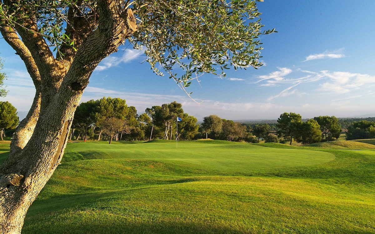 Gammalt olivträd som ramar in en solbelyst green – Golf Maioris, Mallorca