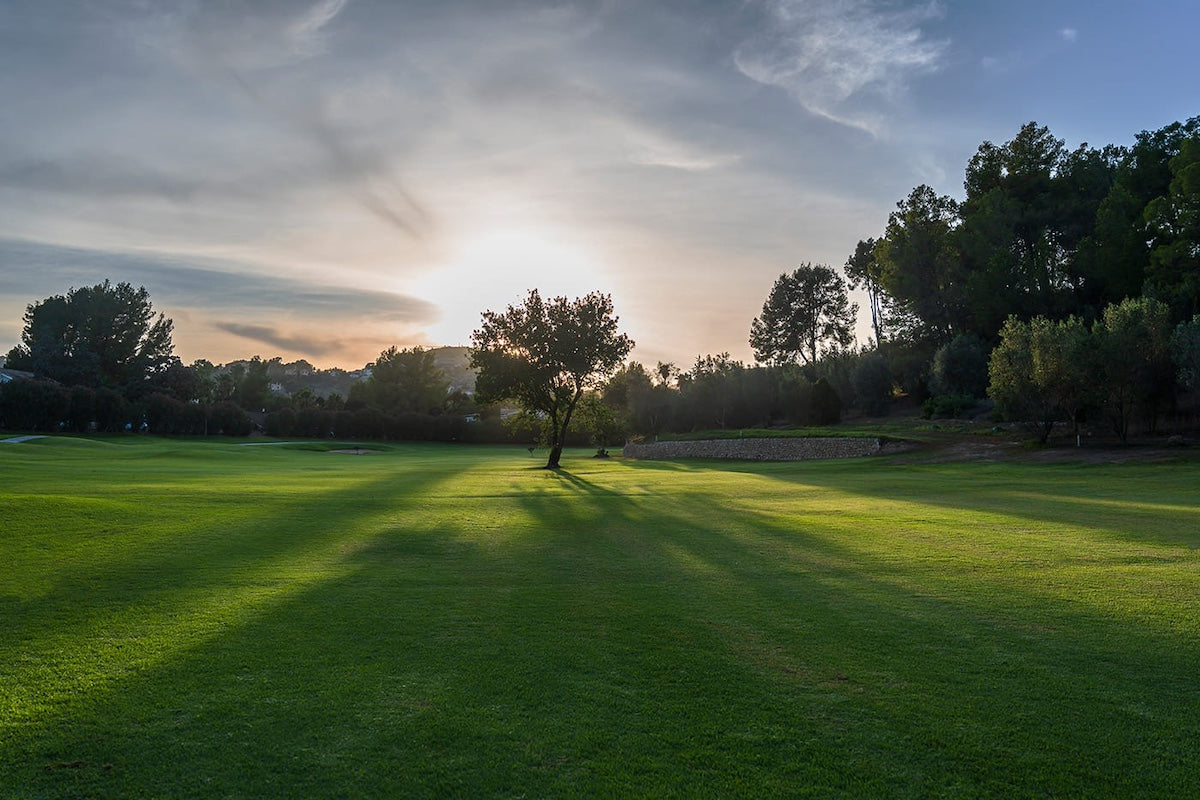 Fairway bei Sonnenuntergang mit einem einzelnen Baum – Arabella Golf Son Vida, Mallorca